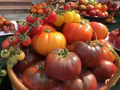 廣西農業科學院蔬菜研究所番茄茄子科研團隊：每年配制上千個組合，每人至少品嘗500斤 | 全國巾幗文明崗