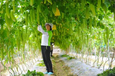廣西農業科學院蔬菜所黃如葵 | 同行里的“行家里手”，亦是蔬菜界里的“女科學家”